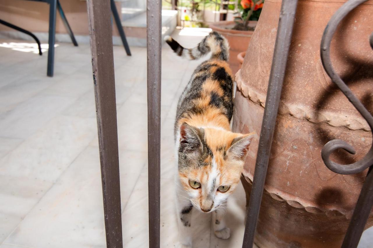 Achilleas Deluxe Αpartment -Pet Friendly-Parking-Mountain View Villa Kotsiana Bagian luar foto